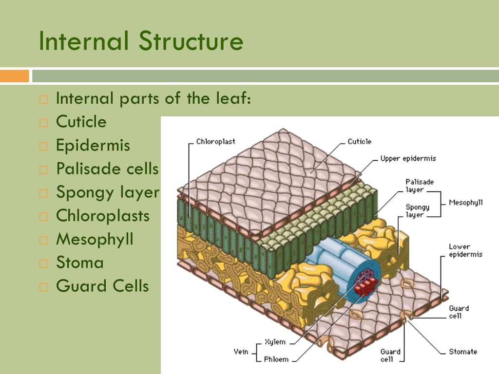 Internal parts. Guard Cell structure. Internal structure of Generators. Palisade Cells. Palisade Cells перевод.