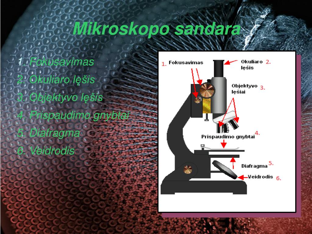 PPT - Mikroskopai PowerPoint Presentation, free download - ID:5401887