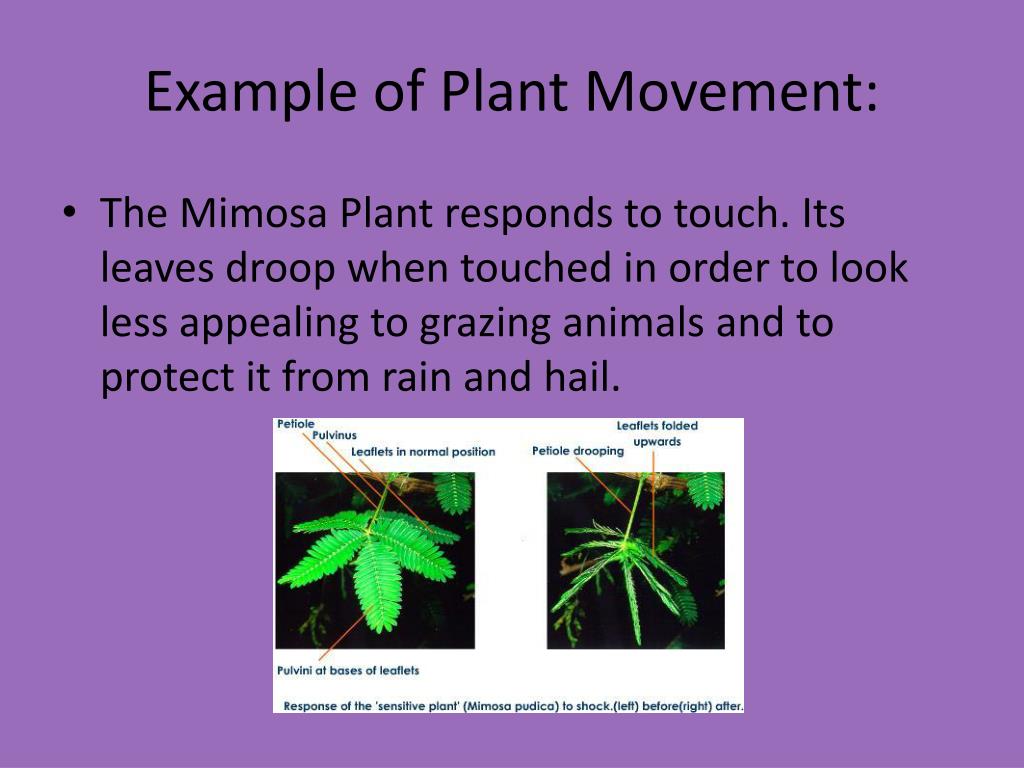 movement type assignment to plant