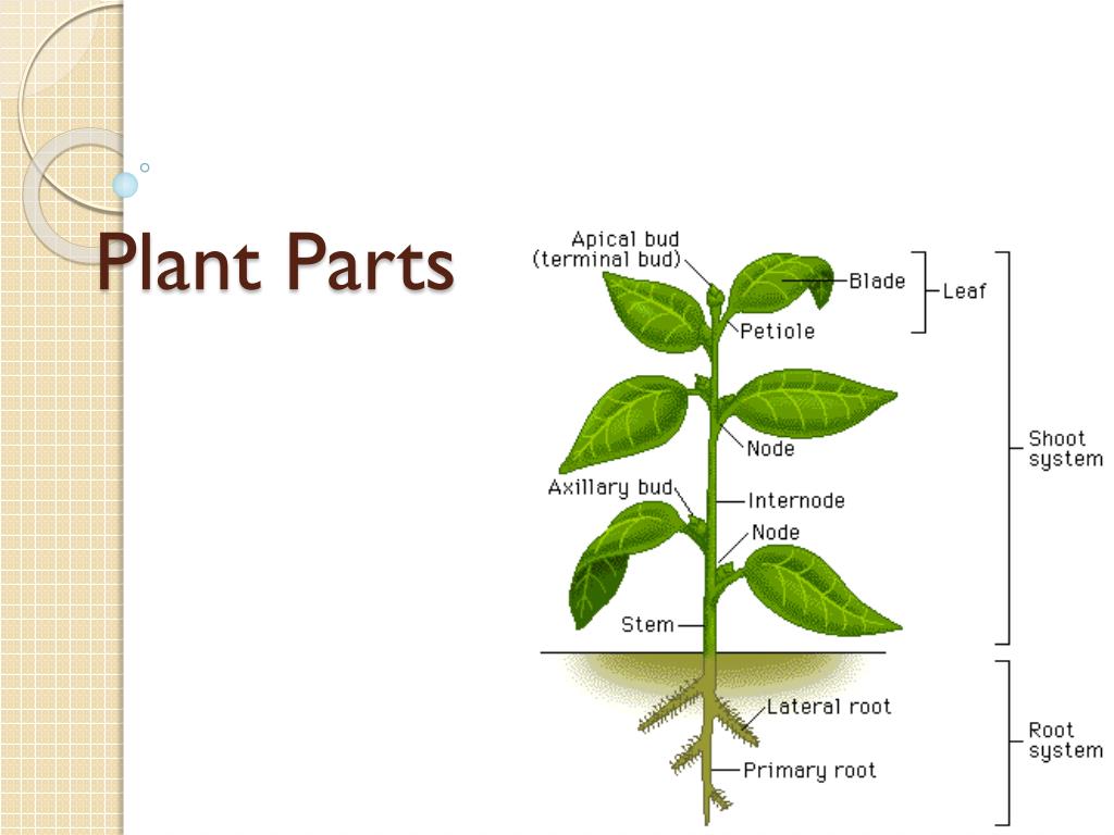 Plant structure. Parts of a Plant. Parts of leaves. Parts of the Plant Wordwall. Different Parts of a Plant.
