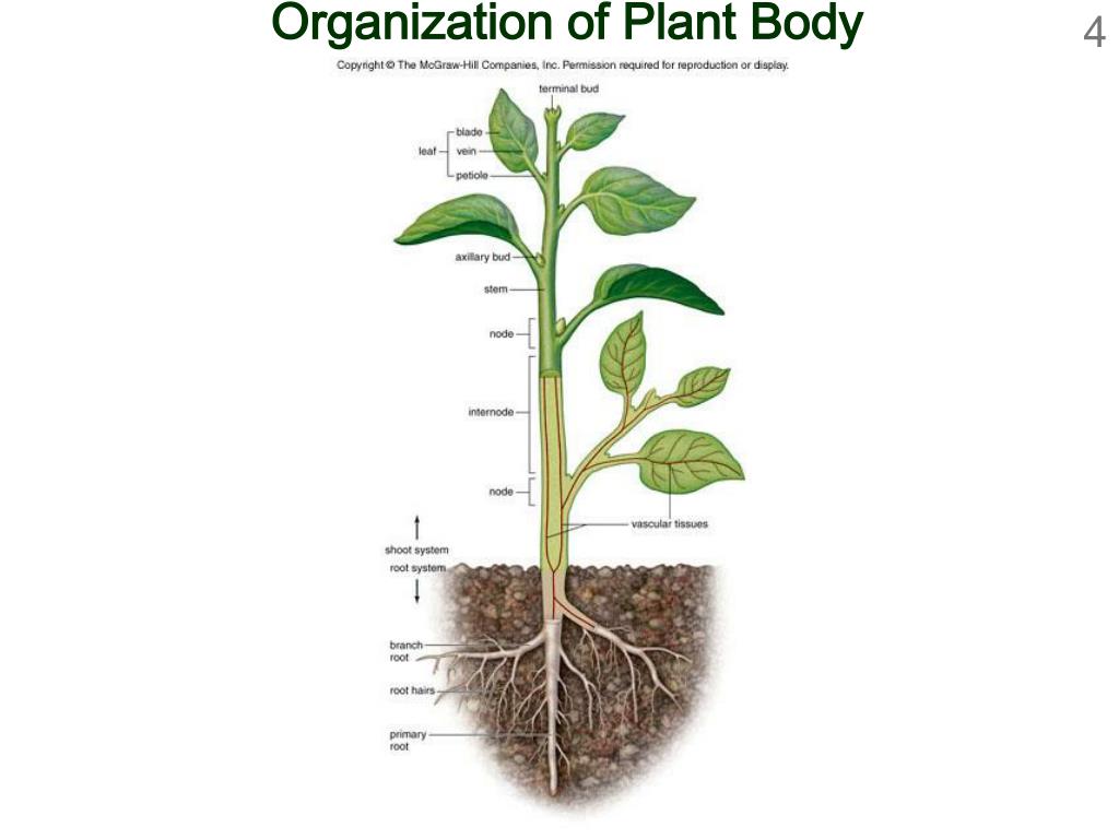 Plant body. Plant body Organization. Органы дерева. Structure of the vegetative Bud. Органы растений (Scape) на английский.