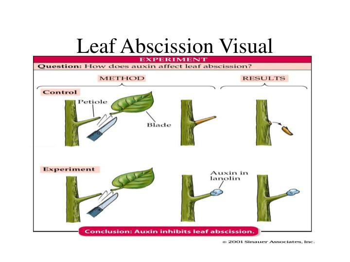 PPT - Chapter 38 Plant Growth and Regulation PowerPoint Presentation ...