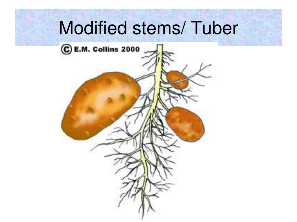 PPT Stems, leaves, roots and photosynthesis PowerPoint Presentation