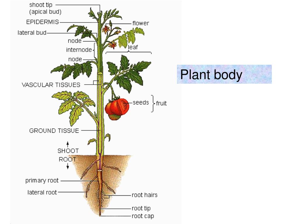 Plant body. Строение томата схема. Формировать помидоры в 2 стебля. Анатомические растений на английском. Цикл развития помидора.