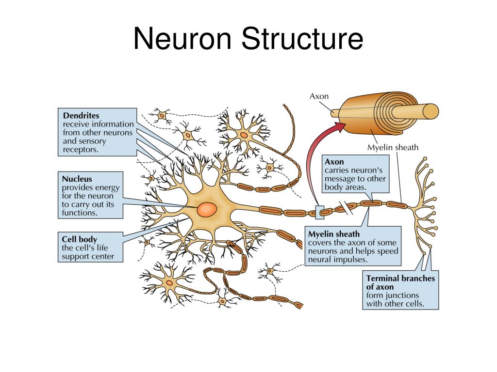 presentation on neurons
