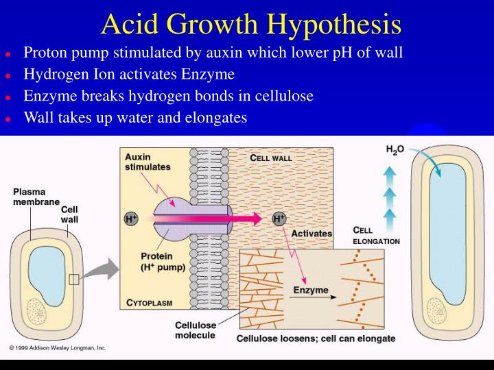 acid growth hypothesis steps