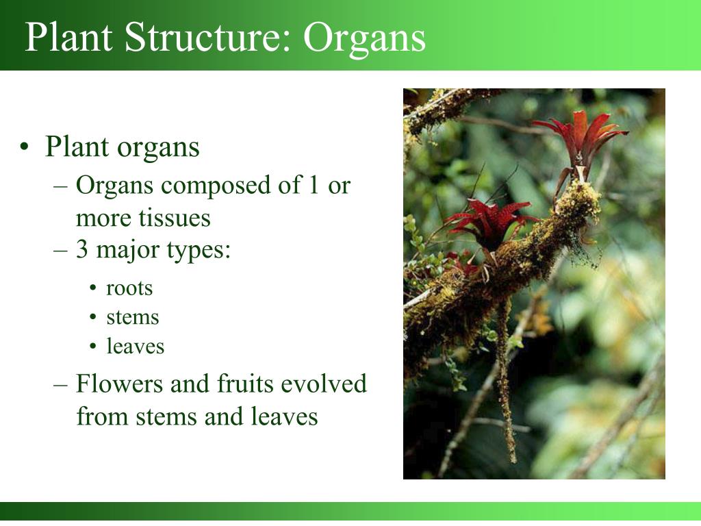 Plant structure. Plant Organs. Secretory structures Plant. What do roots Stems and leaves do.