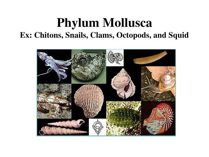 snails and squids belong to the phylum snails and squids belong to the phylum