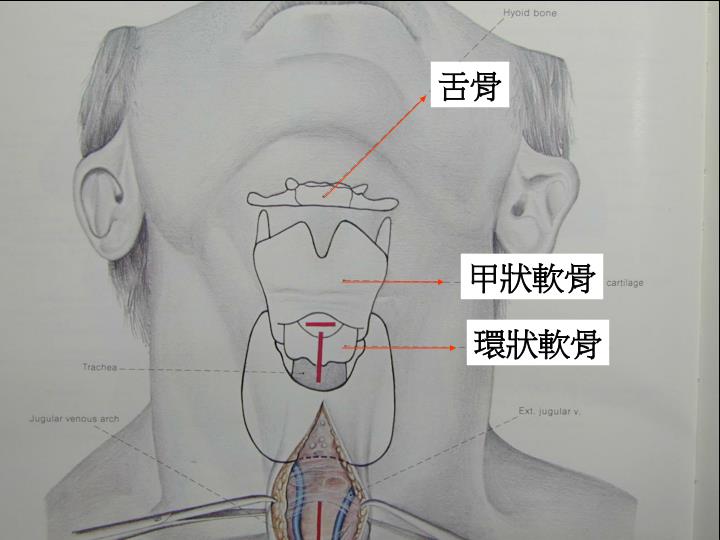 PPT - 喉部解剖與聲帶發聲 PowerPoint Presentation - ID:5404055