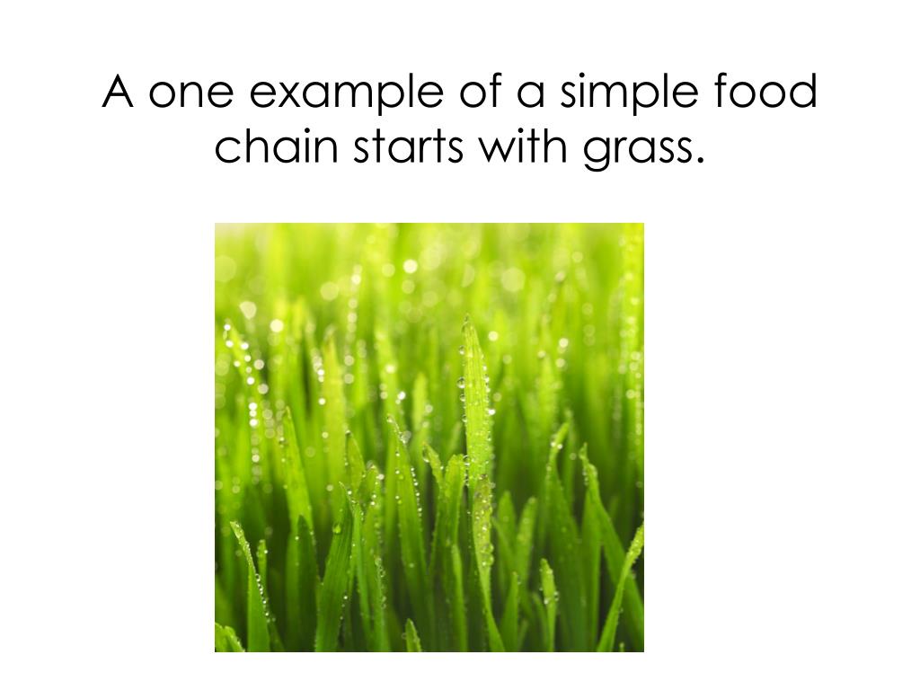 Food Chain Of Grass food-chain-of-grass