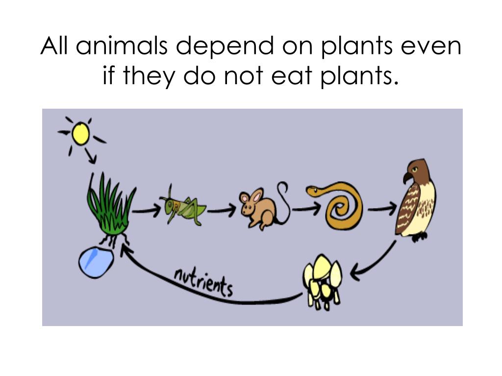 PPT Food Chain Lesson 55 PowerPoint Presentation, free download ID