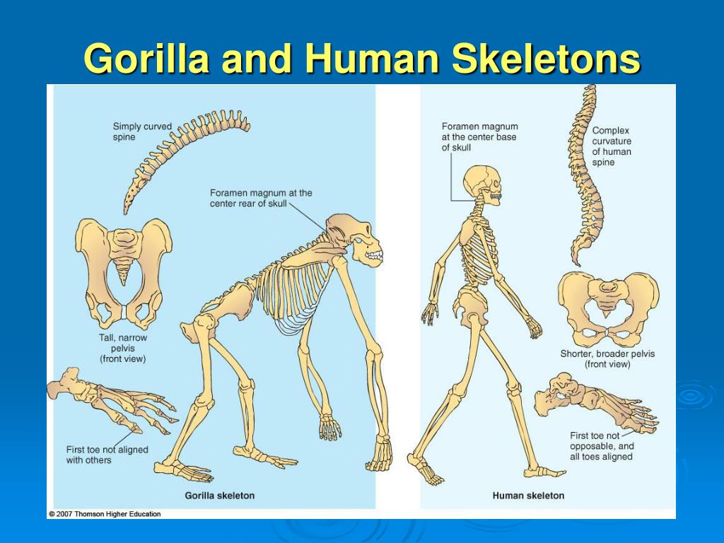 Отличие человека от животного скелет. Скелет гориллы и человека сравнение. Скелет человека и примата. Сравнение скелета человека и приматов. Сходство строения скелета человека и гориллы.