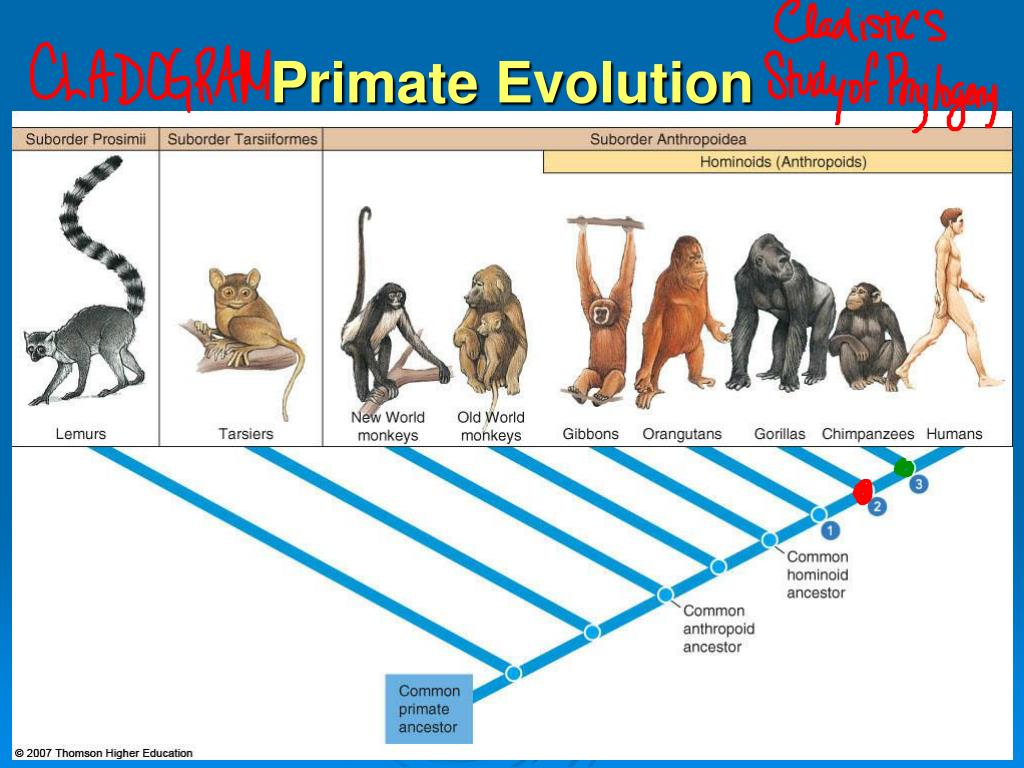 Приматы какое развитие. Эволюционное Древо приматов и человека. Филогенетическое Древо приматов. Эволюционный путь развития приматов схема. Схема эволюции обезьян.
