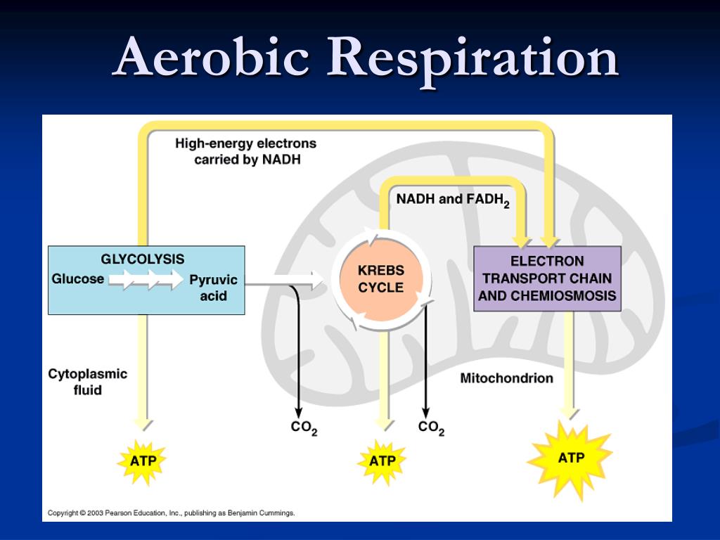 PPT - Chapter 6 Cell Energy: Photosynthesis & Respiration PowerPoint ...