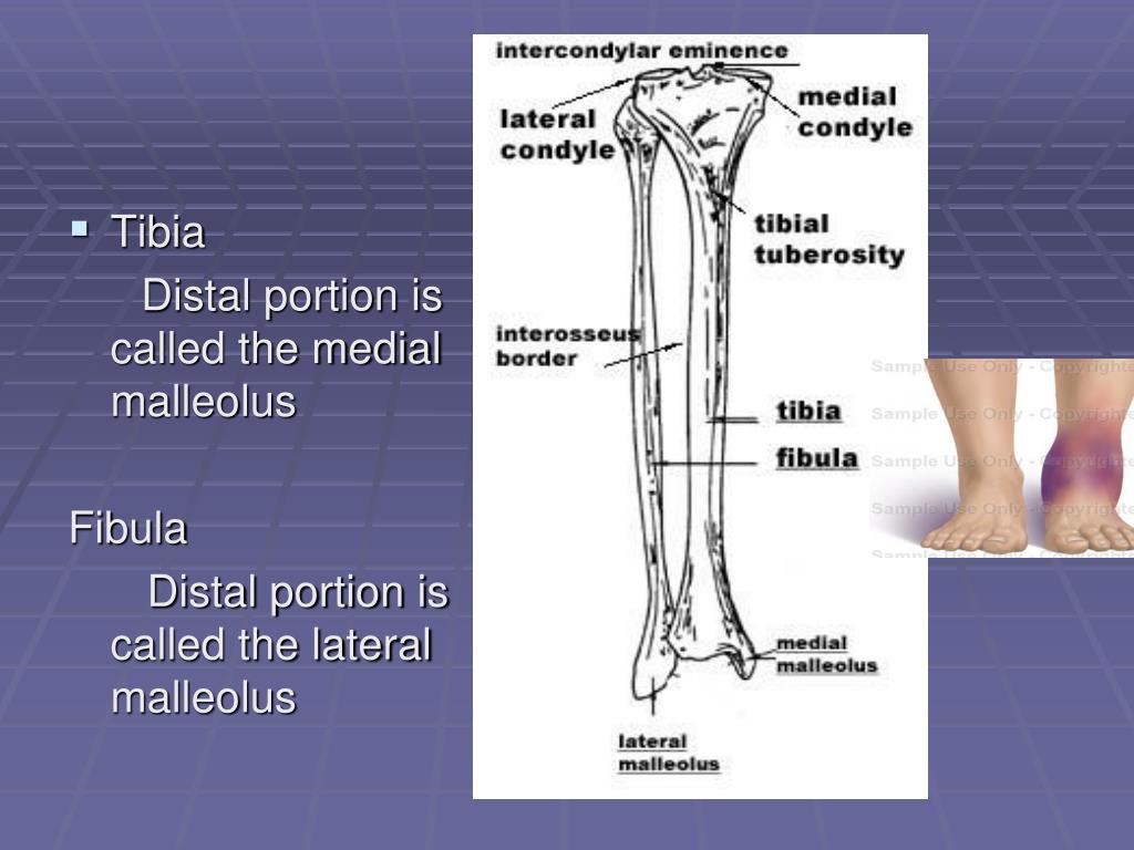 distal fibula distal fibula