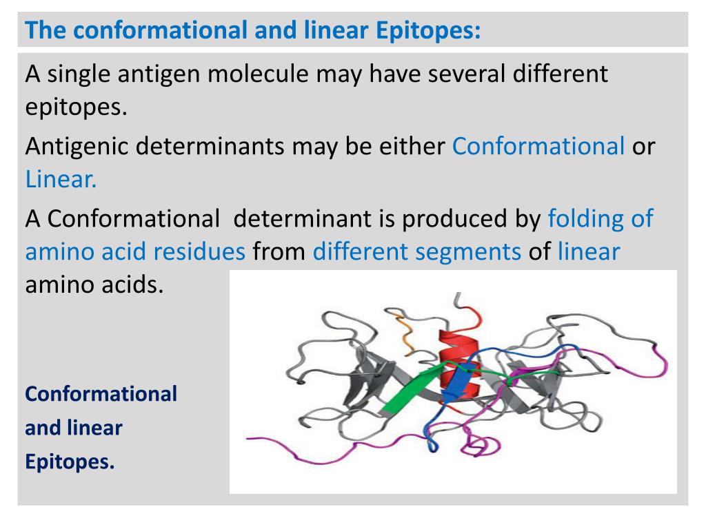 PPT - Antigens, Immunogens , Epitopes, and Haptens: PowerPoint ...