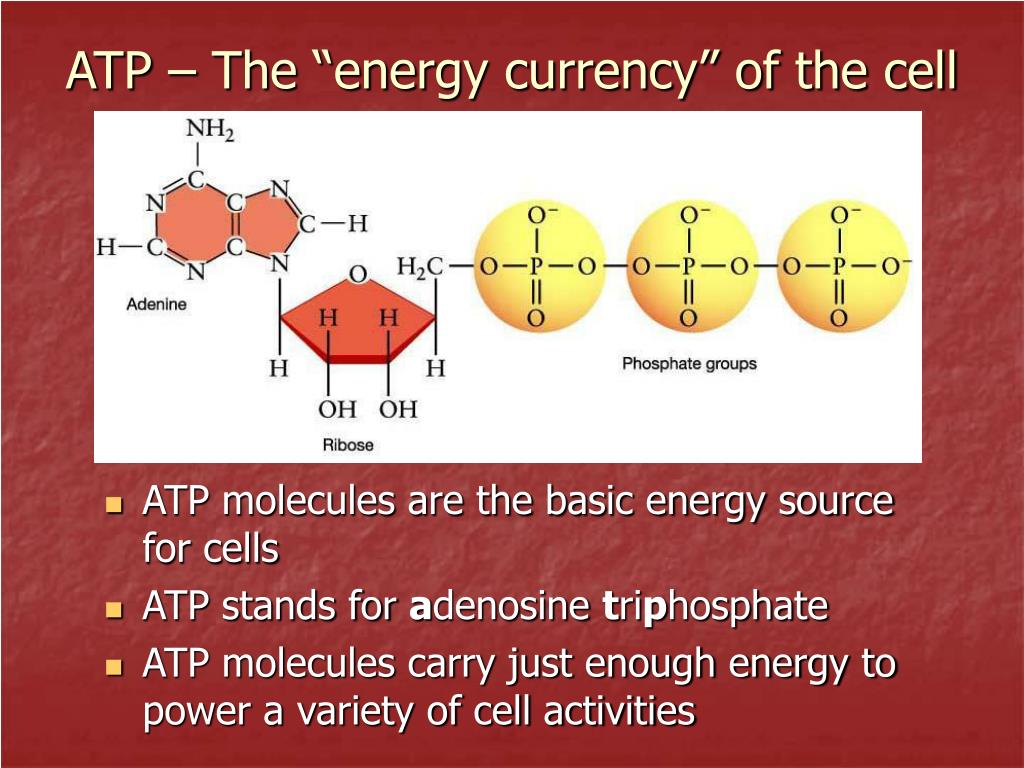 Adenosine Triphosphate ATP