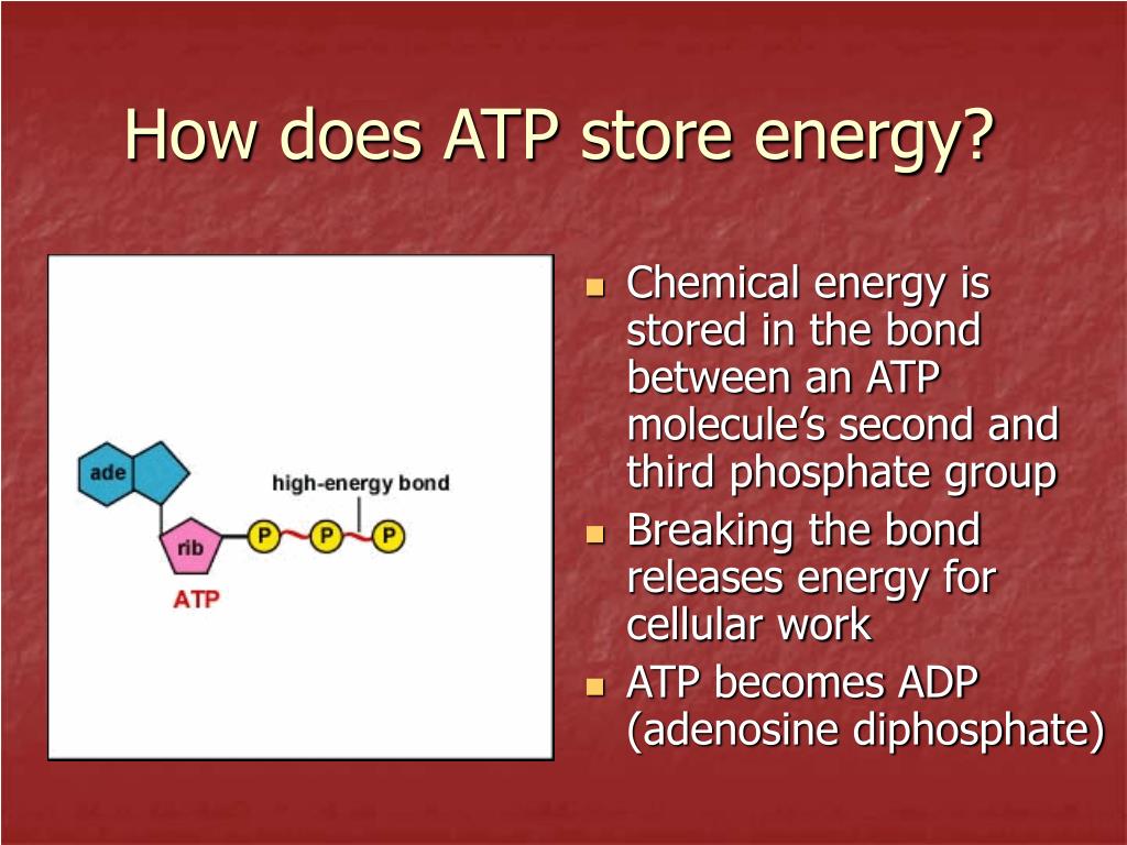 Ppt Notes Cell Energy Part 1 Powerpoint Presentation Free
