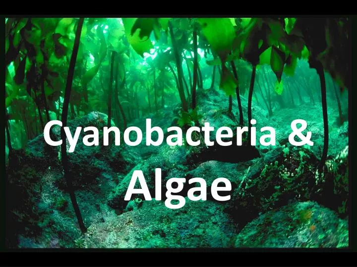 cyanobacteria algae n.