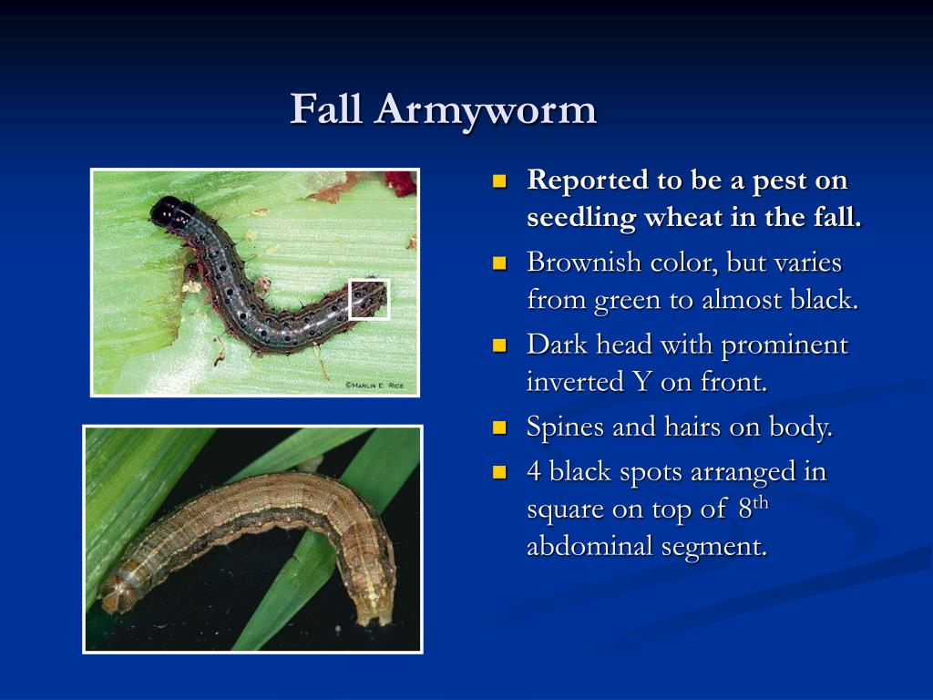download army worm control download army worm control