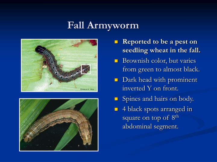 fall pest armyworm wheat powerpoint ppt presentation insect management brownish varies almost slideserve