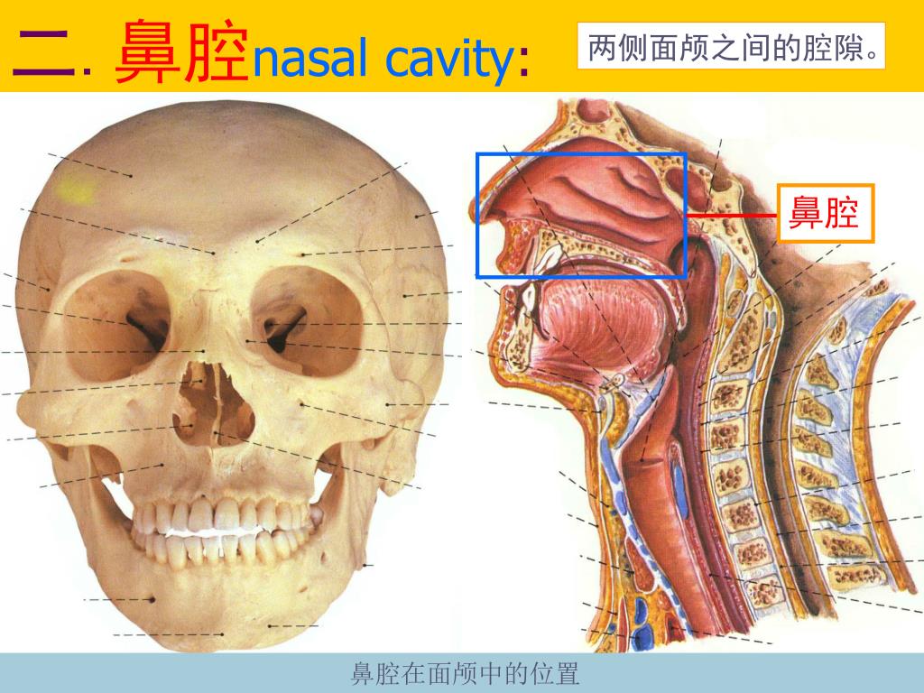 鼻腔の区分 | 徹底的解剖学