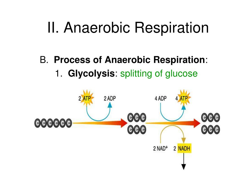 Part Anaerobic Respiration Life Process Ncert Science Class My Xxx