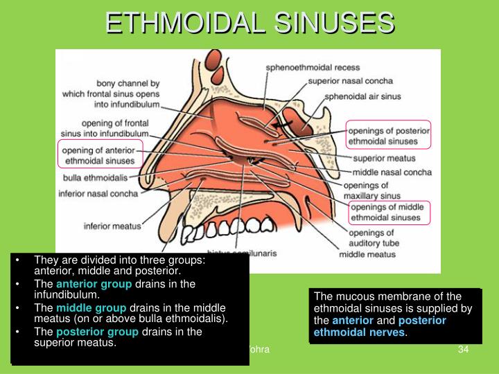 PPT NASAL CAVITY AND PARANASAL SINUSES PowerPoint Presentation ID