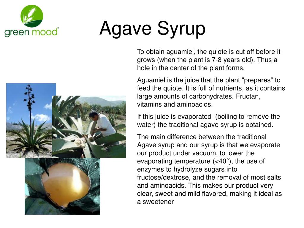 PPT Agave Syrup PowerPoint Presentation Free Download ID 5410027 ppt-agave-syrup-powerpoint-presentation-free-download-id-5410027