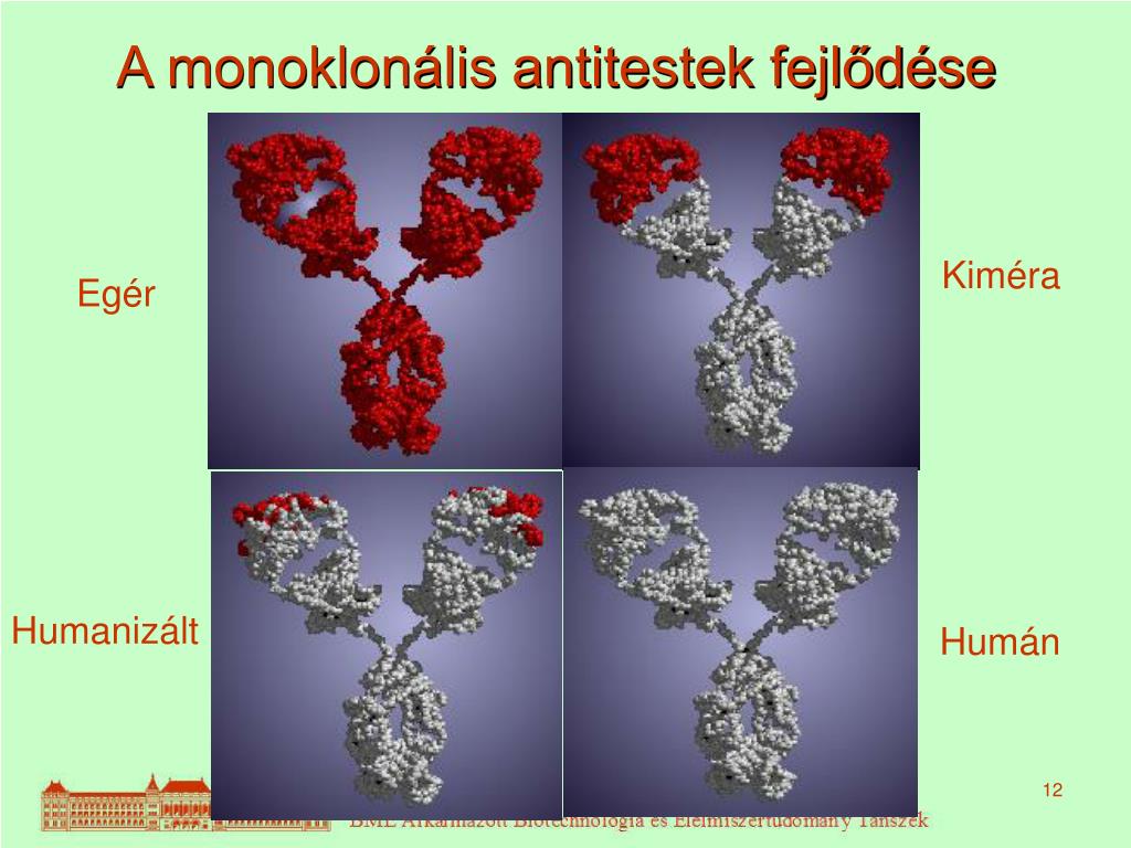 PPT - Monoklonális ellenanyagok PowerPoint Presentation, free download -  ID:5411729