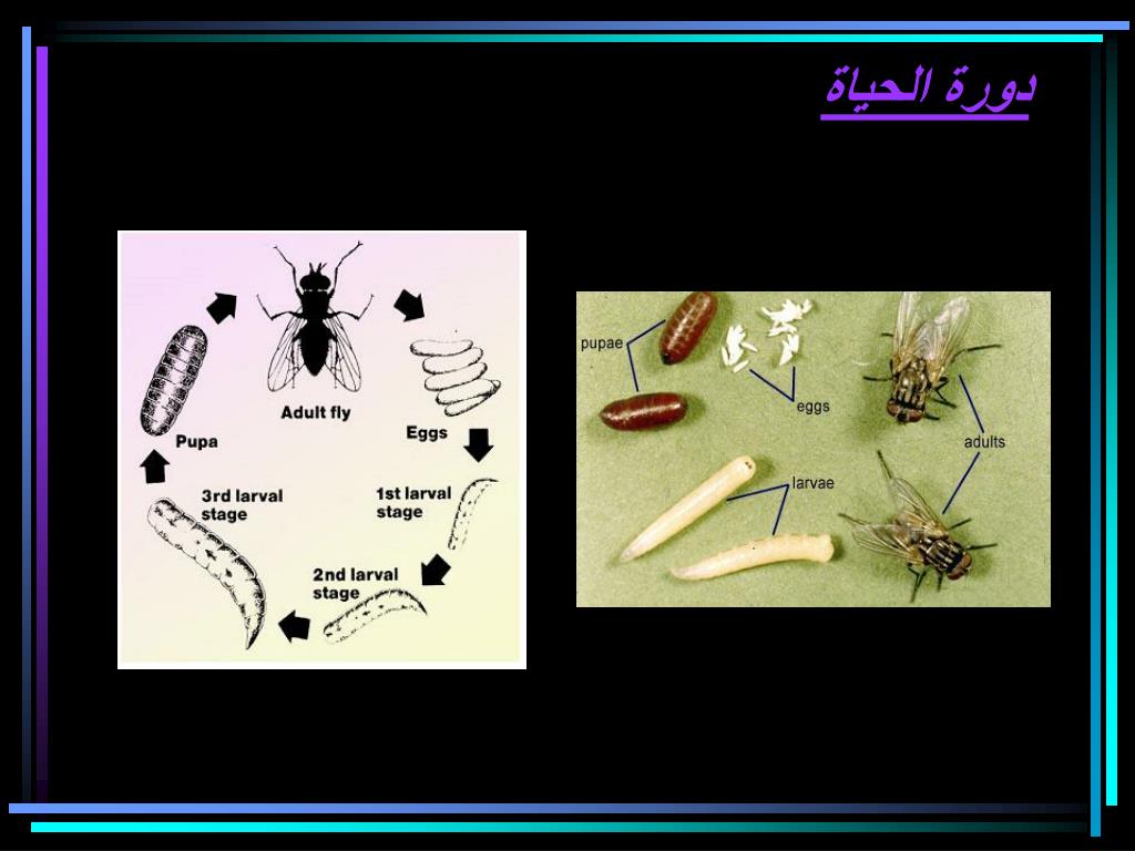 PPT - الحشرات الطبية الضارة بالانسان Midecal Insects PowerPoint  Presentation - ID:5412259