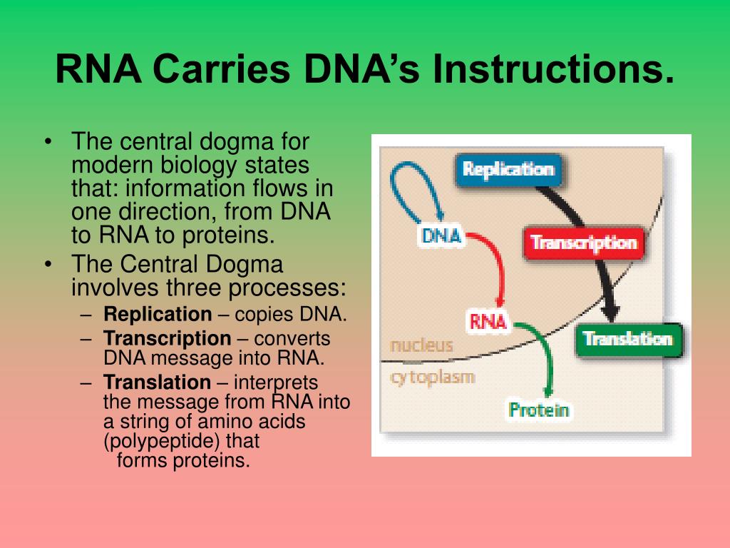 PPT - Chapter 8: From DNA to Protein 8.1: Identifying DNA ...
