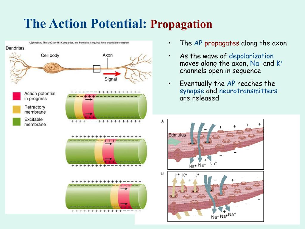 action potentials are generated in both dendrite and axon a action potentials are generated in both dendrite and axon a