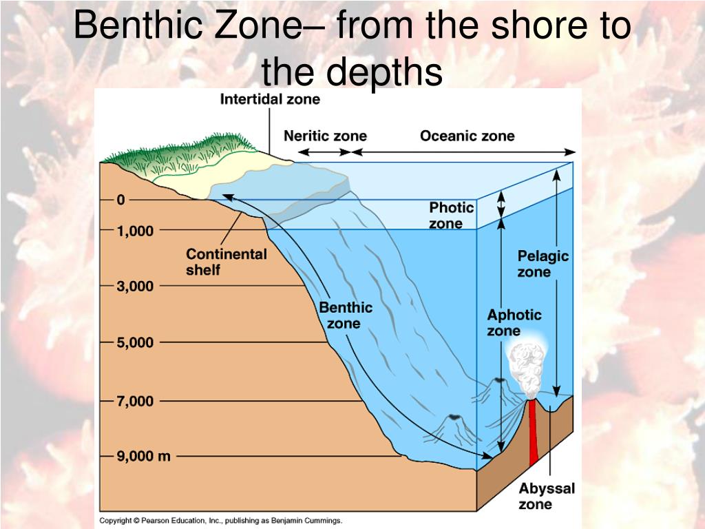 PPT OCEAN ZONES PowerPoint Presentation, free download ID5413772