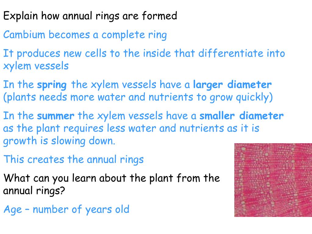 Angiosperm - Vascular Tissue, Flower, Pollination | Britannica