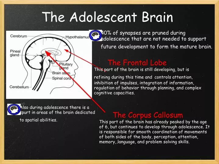 the adolescent brain n.