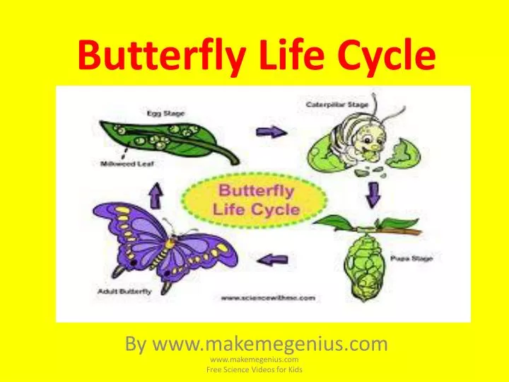 Butterfly Life Cycle Diagram