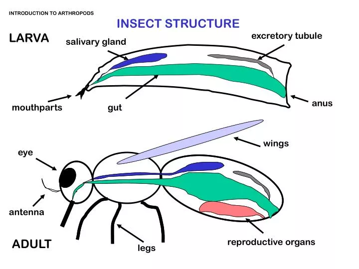 Ppt - Introduction To Arthropods Insect Structure Larva Powerpoint 