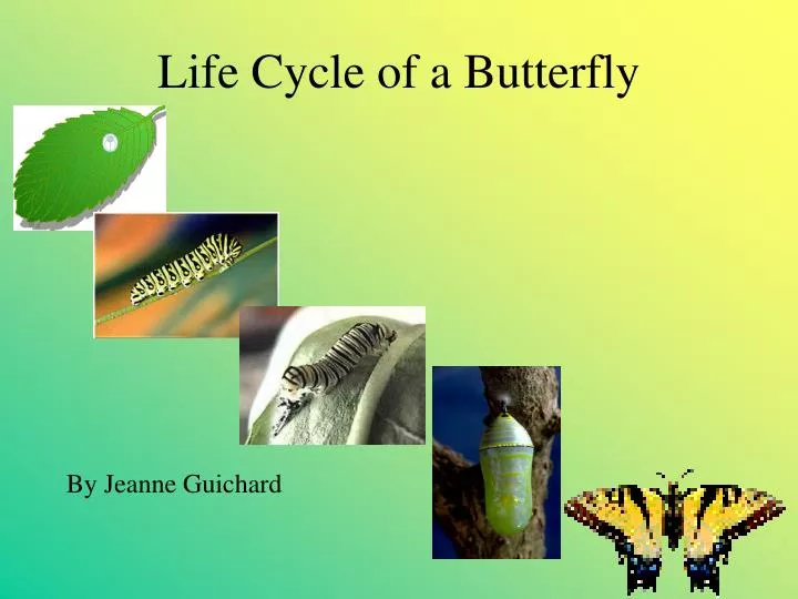 an essay on the butterfly an essay on the butterfly