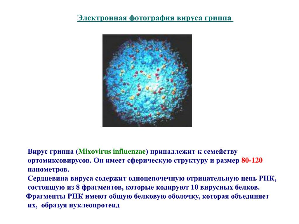 Вирус гриппа семейство. Размер вируса гриппа. Электронная фотография вируса гриппа. Размер вируса гриппа в нанометрах. Вирус гриппа (Mixovirus influenzae) строение.