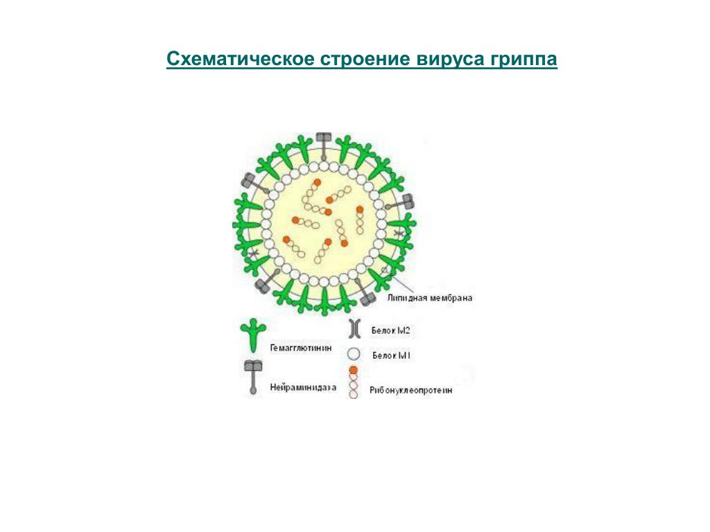 Варианты вируса гриппа. Схематическая структура вируса гриппа. Схематическое строение вируса гриппа. Вирус гриппа схема. Опишите строение вируса гриппа а.