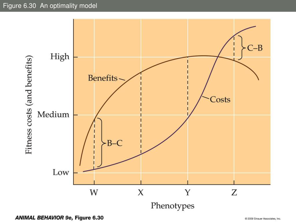 PPT Alcock’s definition of adaptation PowerPoint Presentation, free