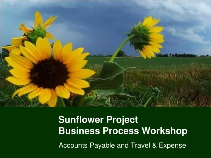 sunflower farming business plan template