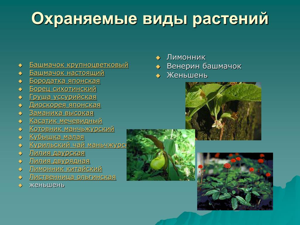Важные растения в россии. Охраняемые растения. Виды растений. Какие виды растений. Охраняемые виды.