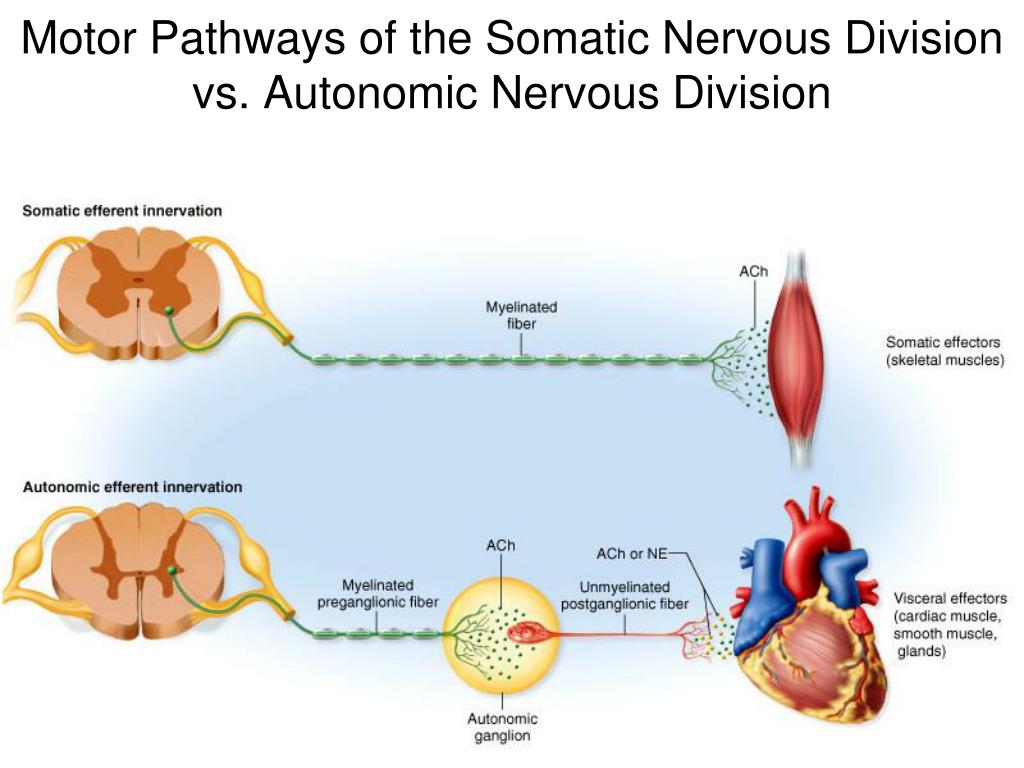 somatic nervous system pathway somatic nervous system pathway