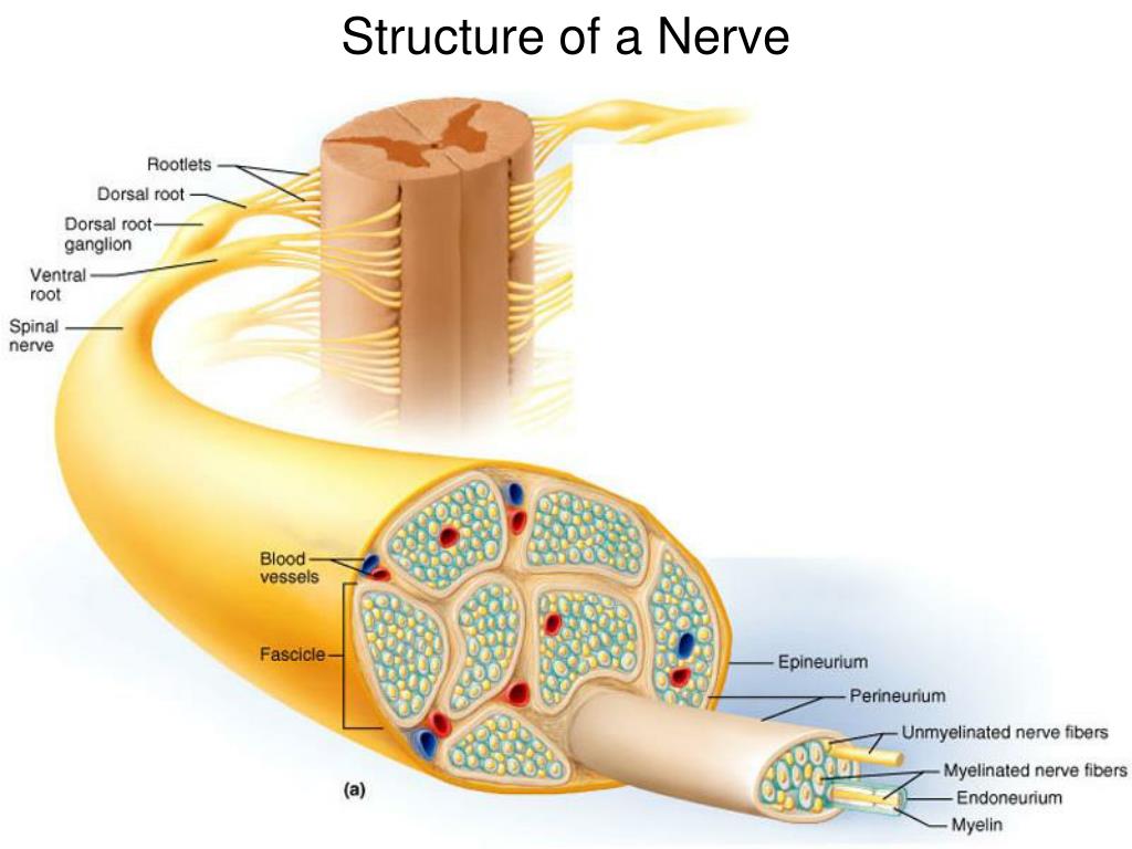 PPT - Anatomical Organization of the Nervous System PowerPoint ...