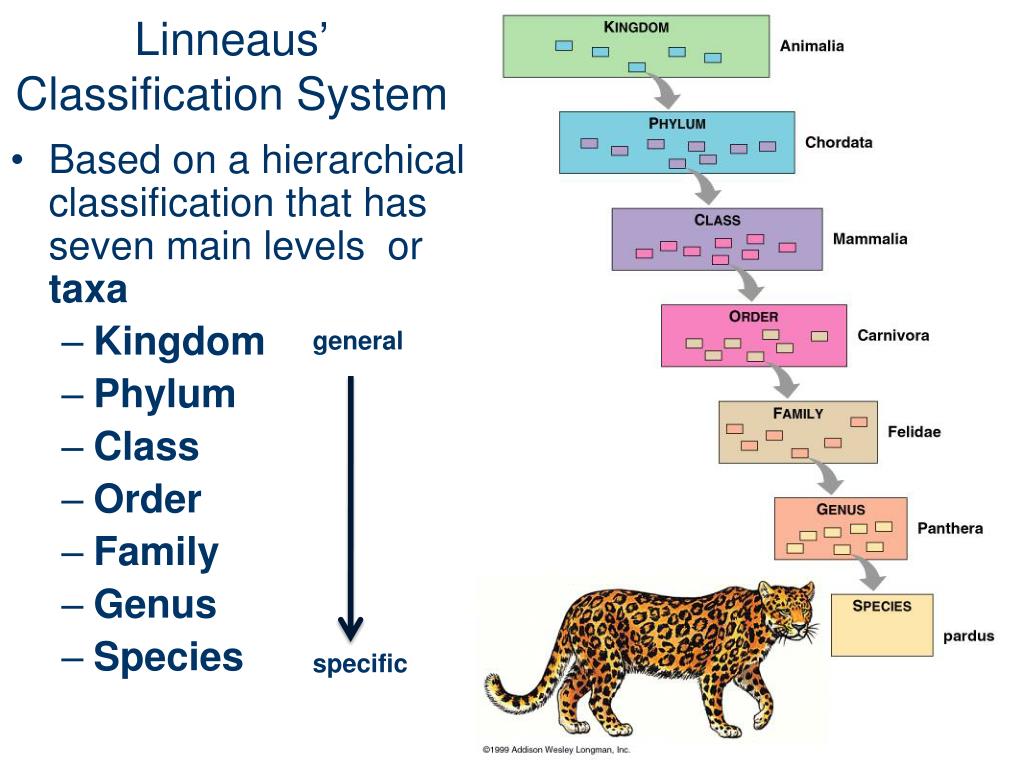 System animal. Classification System. Classification of animals. Hierarchical classification. Classification and species.