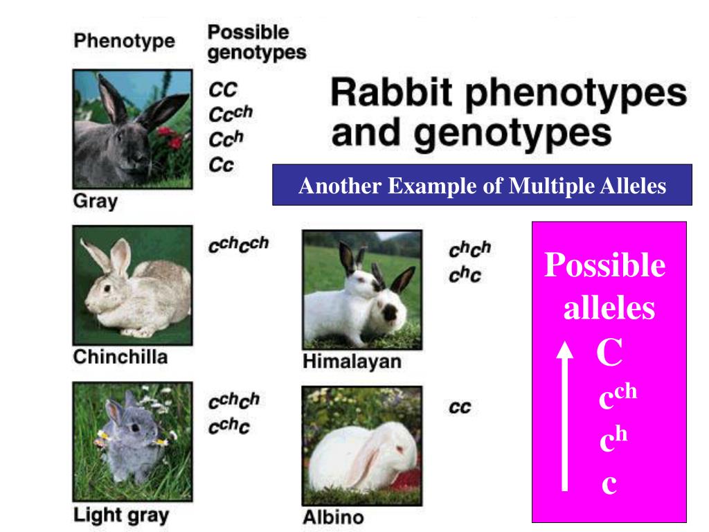 Ppt Multiple Alleles Powerpoint Presentation Free Download Id5418978