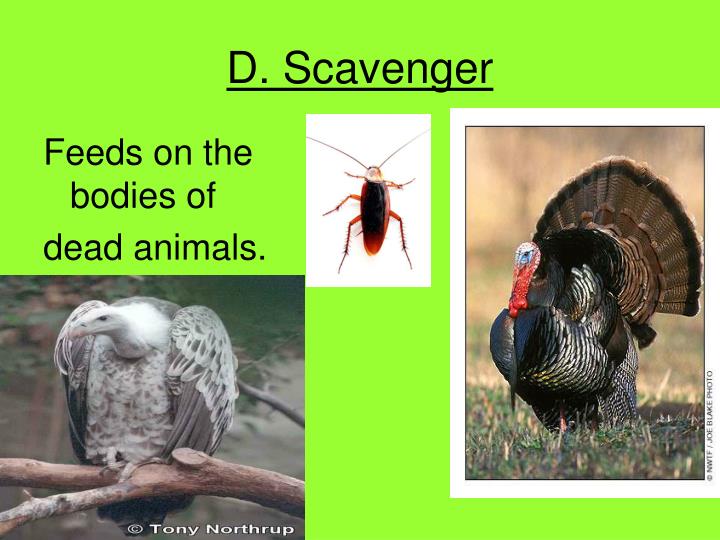 PPT PRODUCERS, CONSUMERS, and PowerPoint