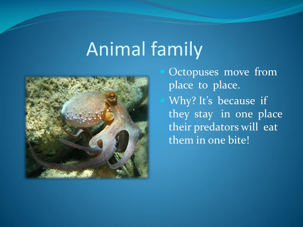 PPT - Octopus PowerPoint Presentation, free download - ID:5419163